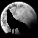 wolvox24