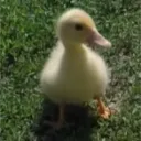 penguino4728