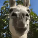 hhickz
