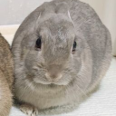 avatar C:/Users/renzzo