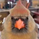 stolitte