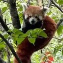 lord_red_panda