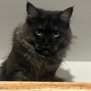 avatar NieloSaurusFlexx