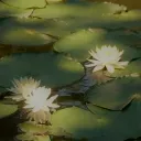 yasuhosan