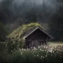 thewildrose