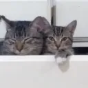 staticoccurance7526