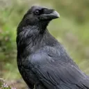 corvid9503
