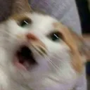 ytyp