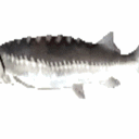 avatar FISHyBusiness