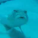 avatar FISHyBusiness