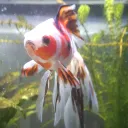 .littleweeb avatar