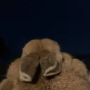 snubby.jpg