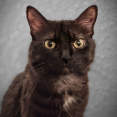 avatar Chaotic_Dummy