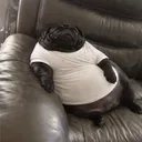 rob_sassy