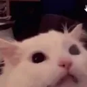 tryxqrd