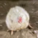 japanesedebu
