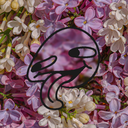 Root