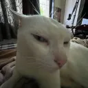 gigigonemad