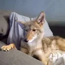 coyote.com