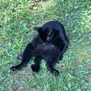 Akbug