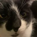 stinkybugz