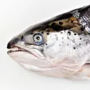 .salmon_ella