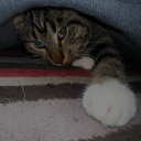 lauchy#8673's avatar