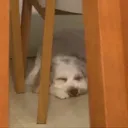 roddagameplay