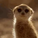 meerkatslord