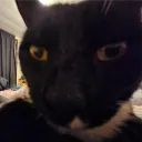 jabbernz