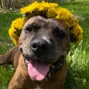 zeebeethedog