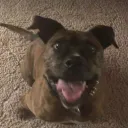 zeebeethedog