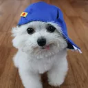 davdageneral
