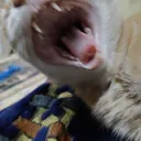 ydpalep