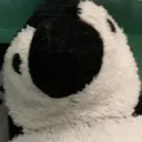 pingutheepenguin