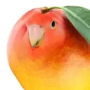 mangosftust