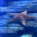 avatar black bananas