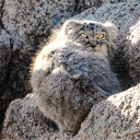 avatar fresh up feijoa burst