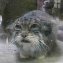 avatar fresh up feijoa burst