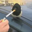 orpidguy