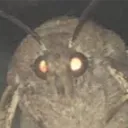 bonebickler
