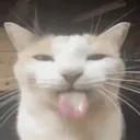 waskitho