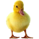pato4688
