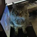kateybuggi