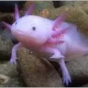 pterawaters