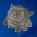 danmaninc