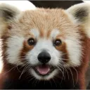 tennorbert