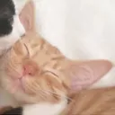 bedobedo