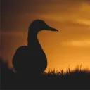 duckyevaded