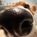 peytonandomo